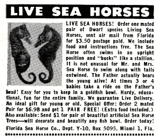 live_sea_horses